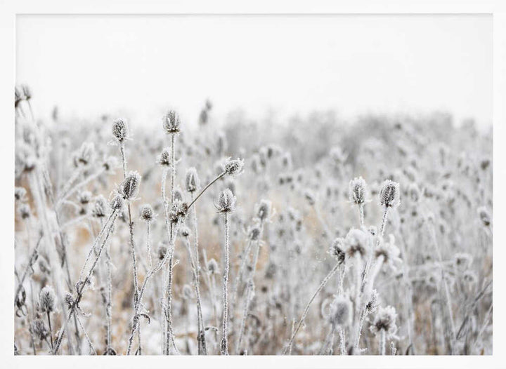 Winter Field 5