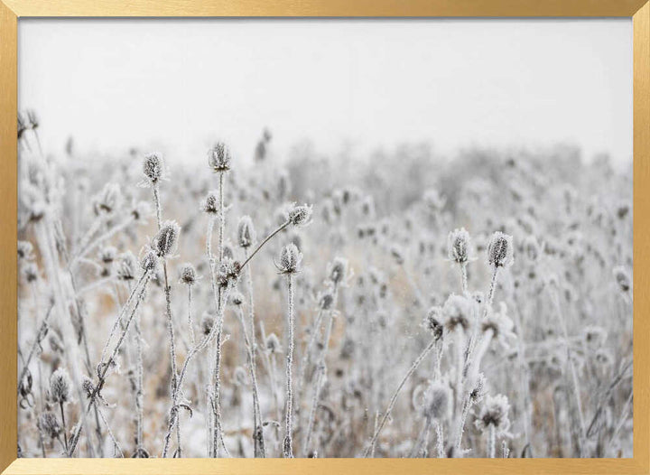 Winter Field 5
