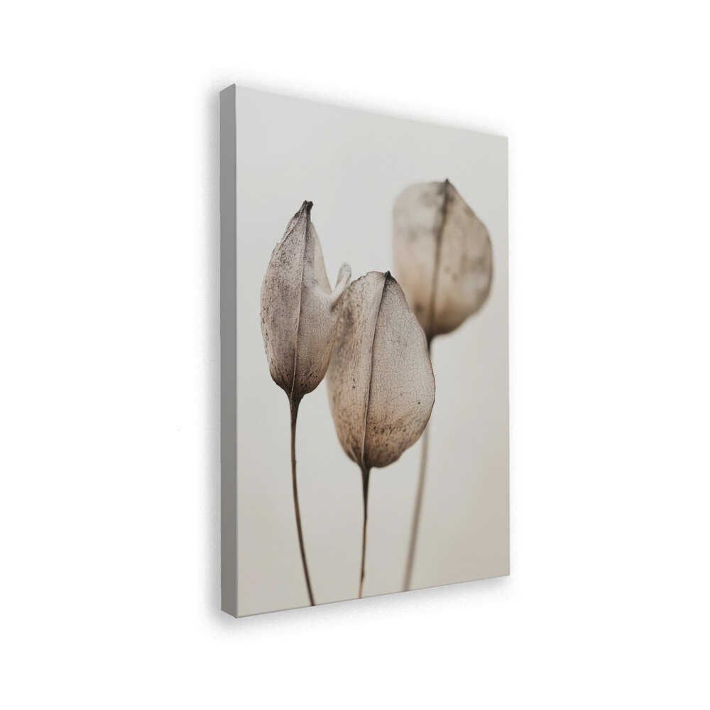 Faded Petal Trio