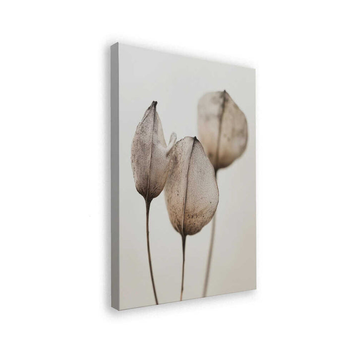 Faded Petal Trio