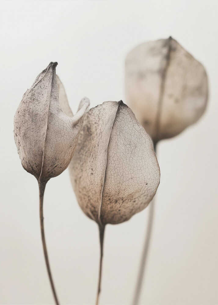 Faded Petal Trio