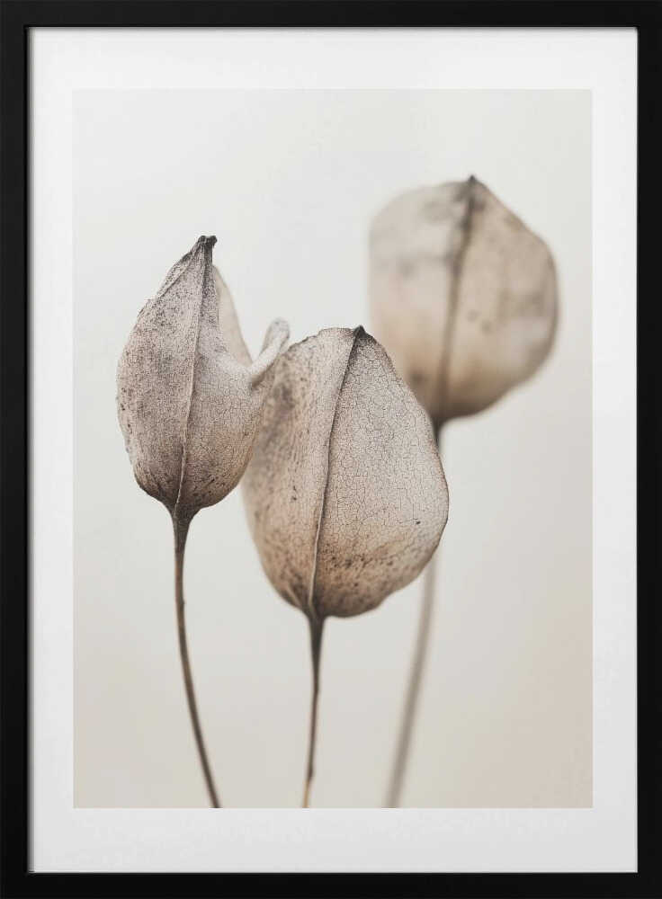 Faded Petal Trio