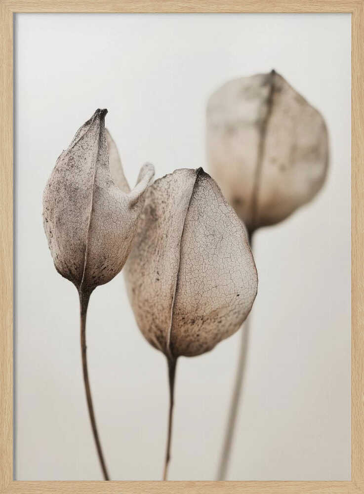 Faded Petal Trio