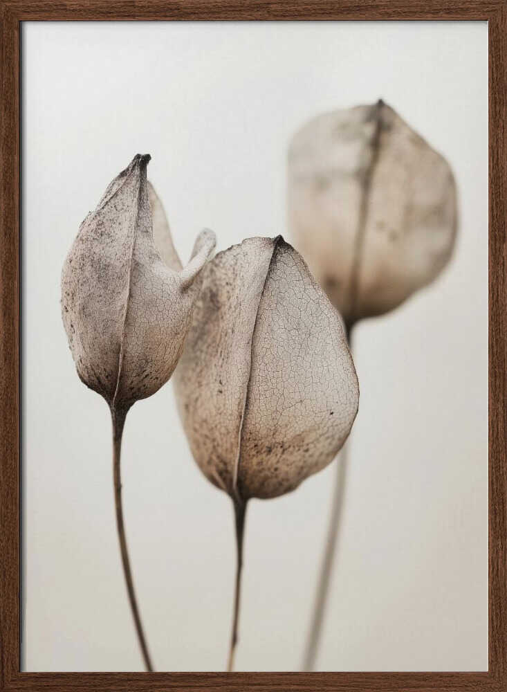 Faded Petal Trio
