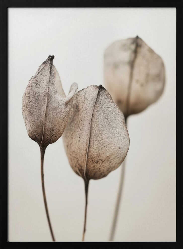 Faded Petal Trio