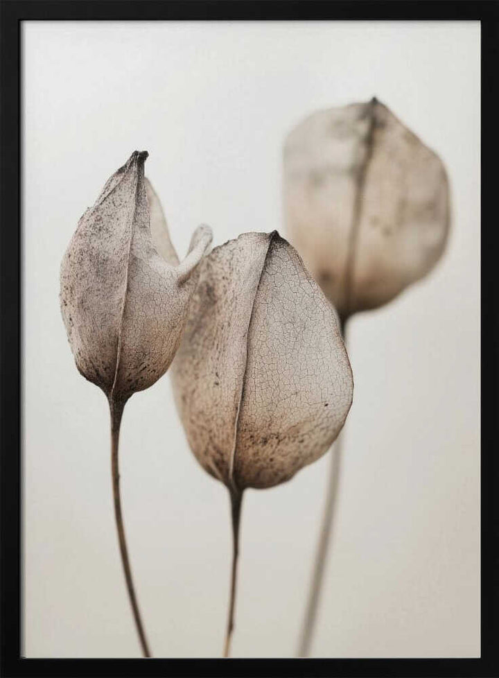 Faded Petal Trio