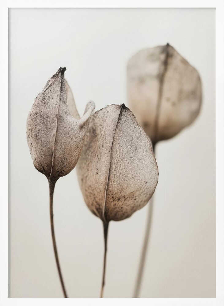 Faded Petal Trio