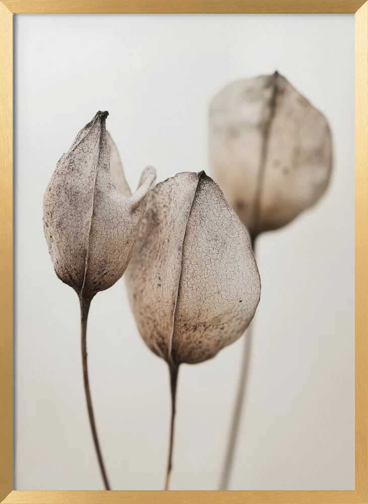Faded Petal Trio