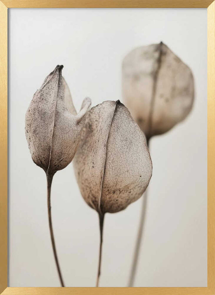 Faded Petal Trio