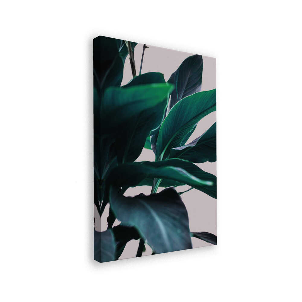 Elegance Of Tropical Leaves