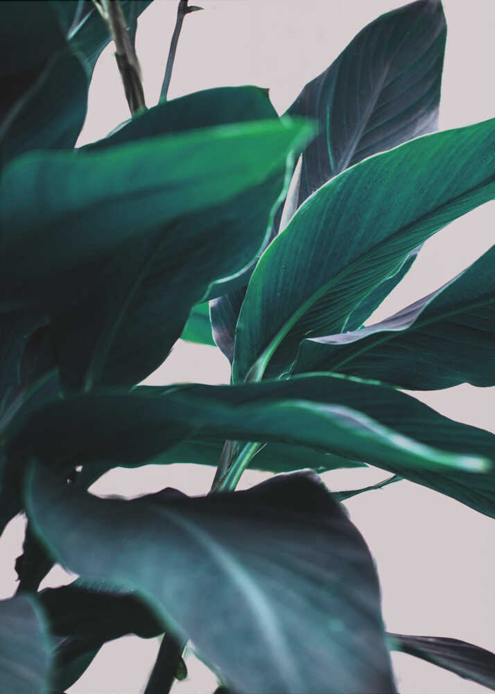 Elegance Of Tropical Leaves