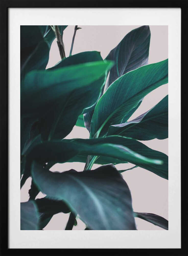 Elegance Of Tropical Leaves