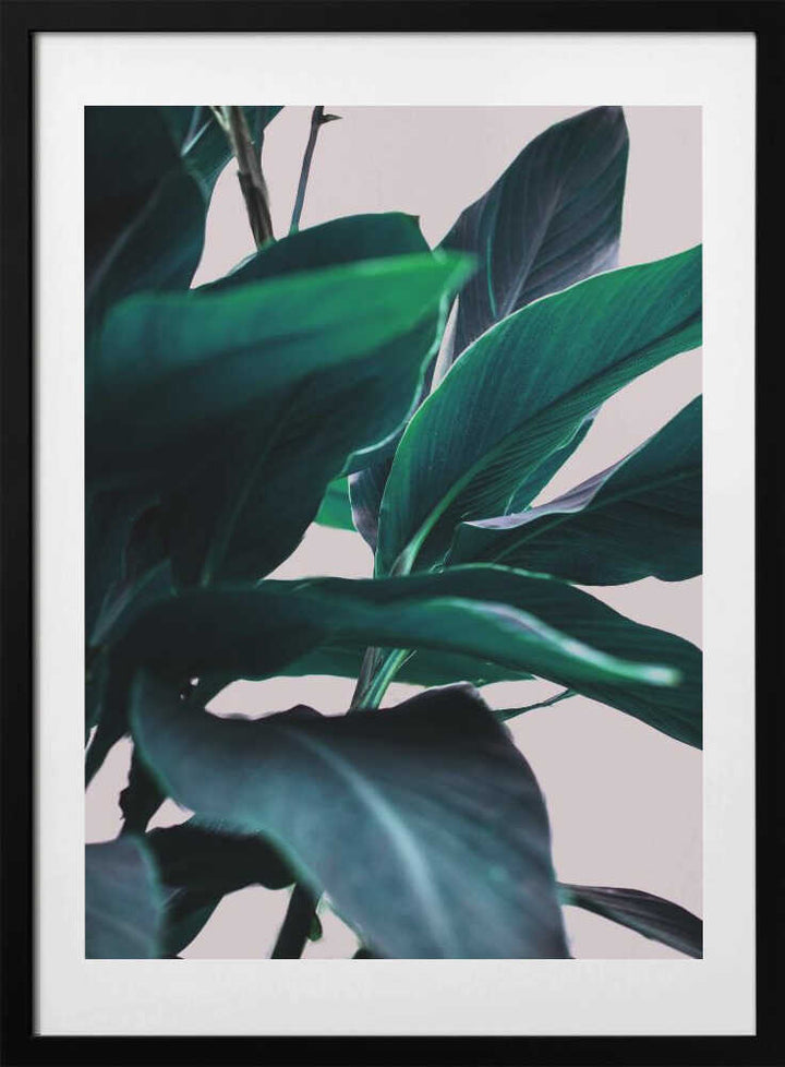 Elegance Of Tropical Leaves