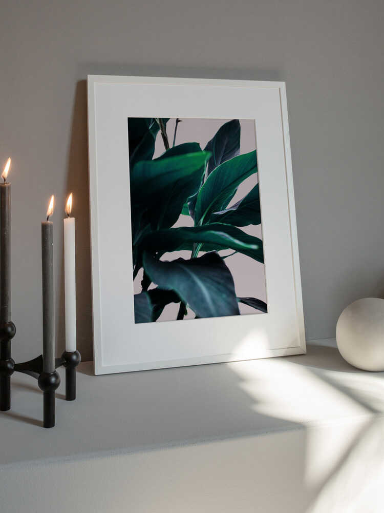 Elegance Of Tropical Leaves