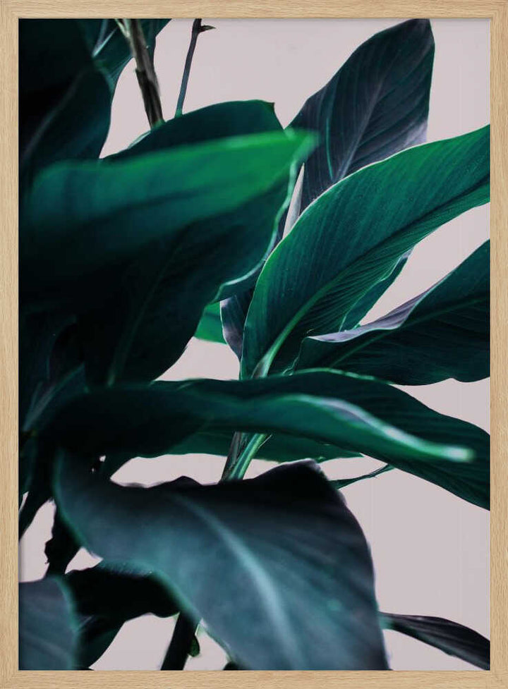 Elegance Of Tropical Leaves