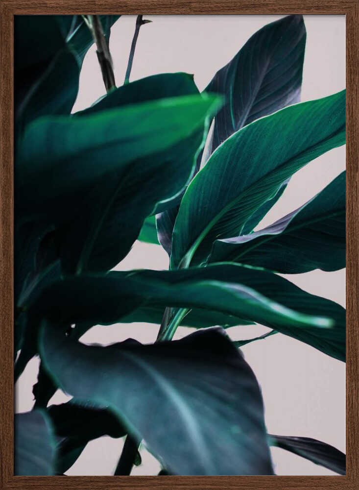 Elegance Of Tropical Leaves