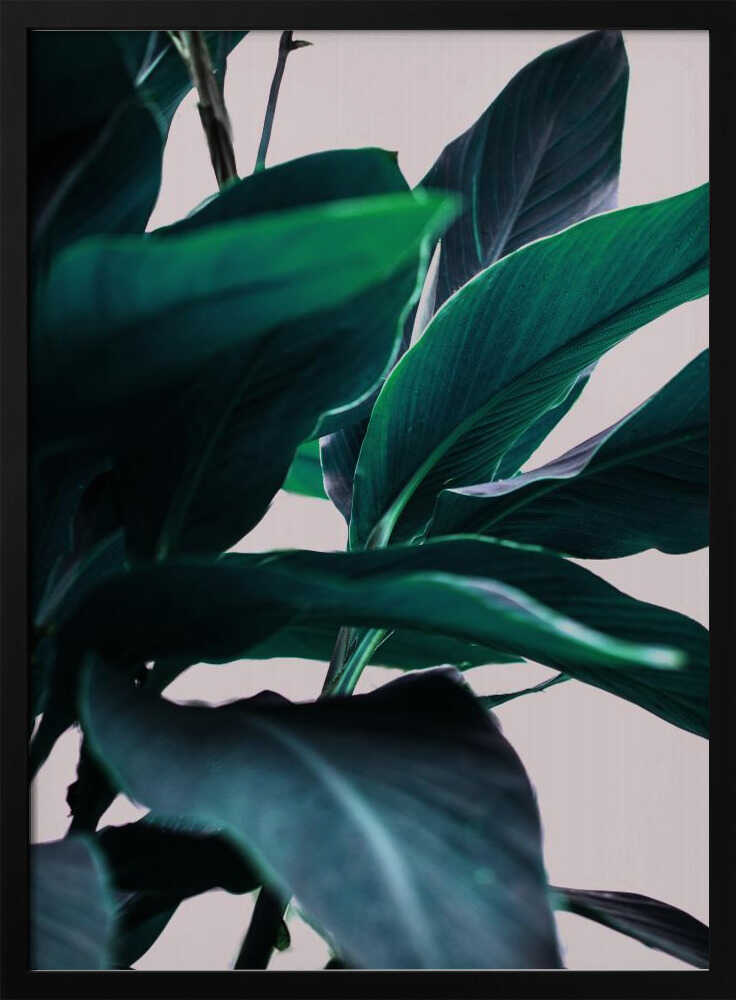 Elegance Of Tropical Leaves