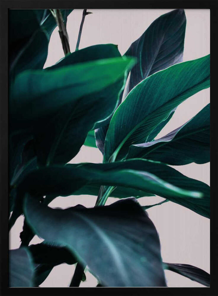 Elegance Of Tropical Leaves