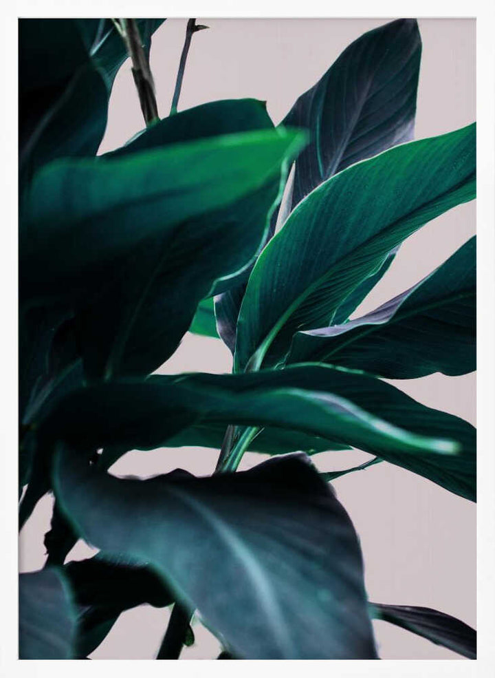 Elegance Of Tropical Leaves