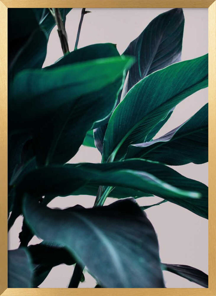 Elegance Of Tropical Leaves