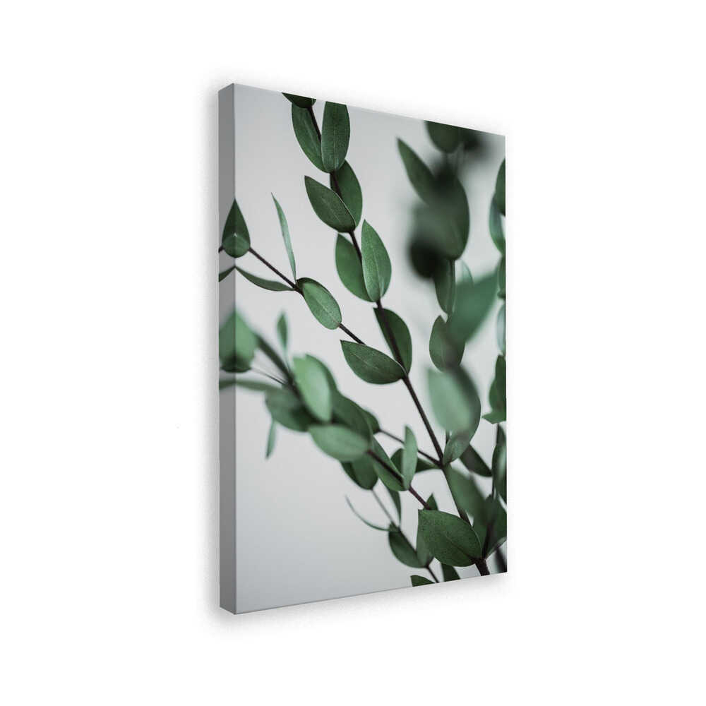 Green Eucalyptus Branches