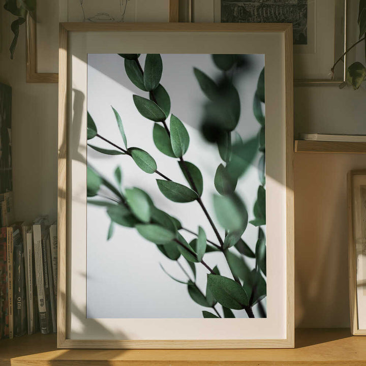 Green Eucalyptus Branches