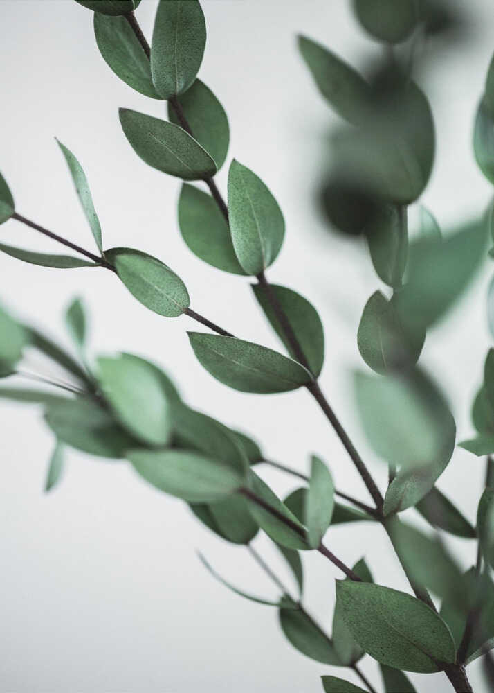 Green Eucalyptus Branches