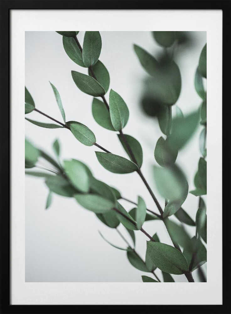 Green Eucalyptus Branches