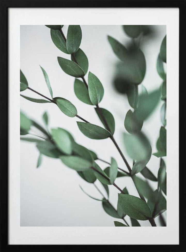 Green Eucalyptus Branches