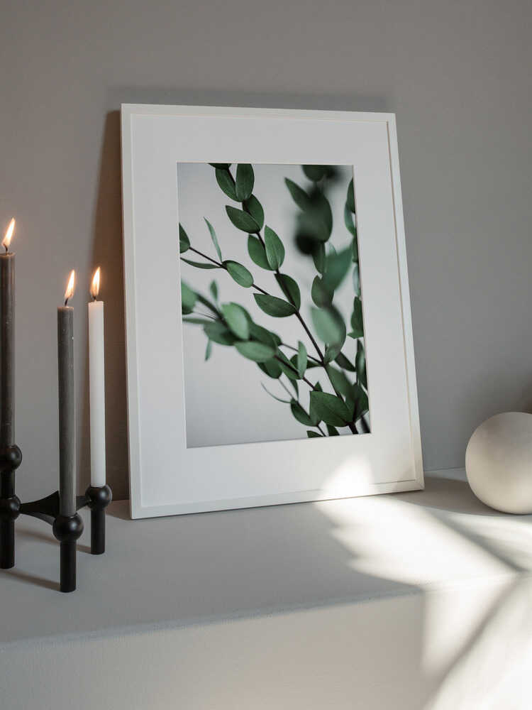 Green Eucalyptus Branches