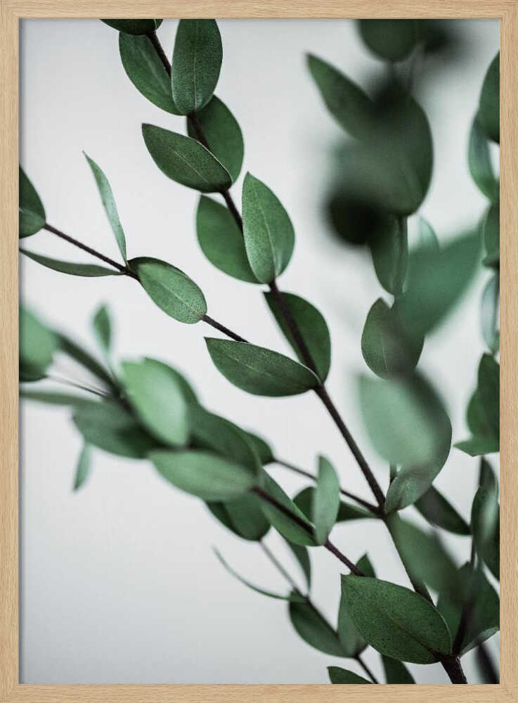 Green Eucalyptus Branches