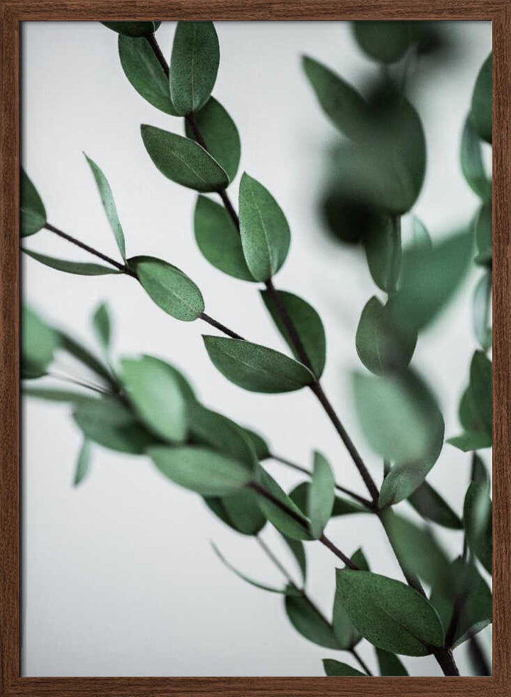 Green Eucalyptus Branches