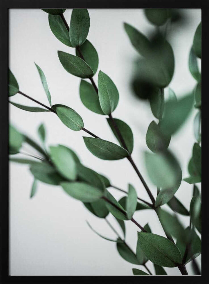 Green Eucalyptus Branches