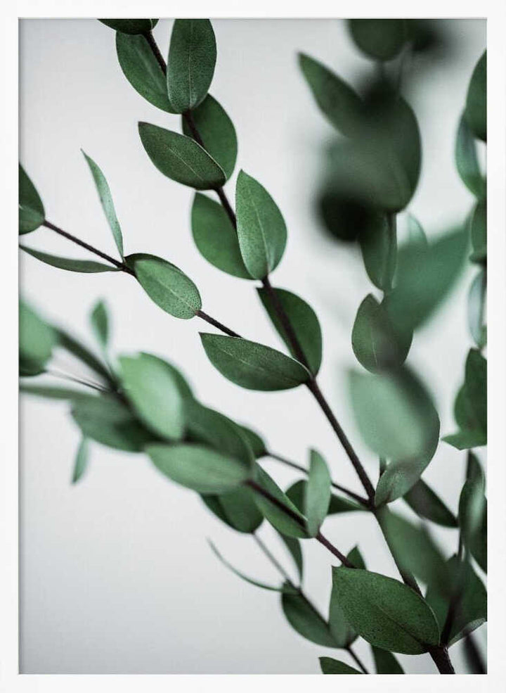 Green Eucalyptus Branches