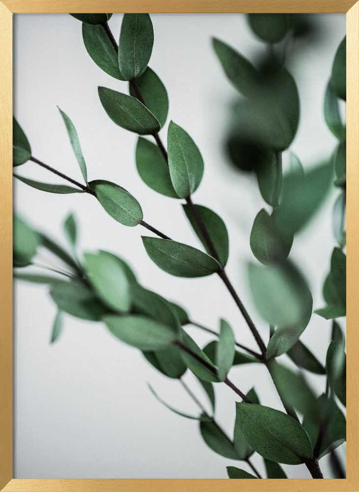 Green Eucalyptus Branches