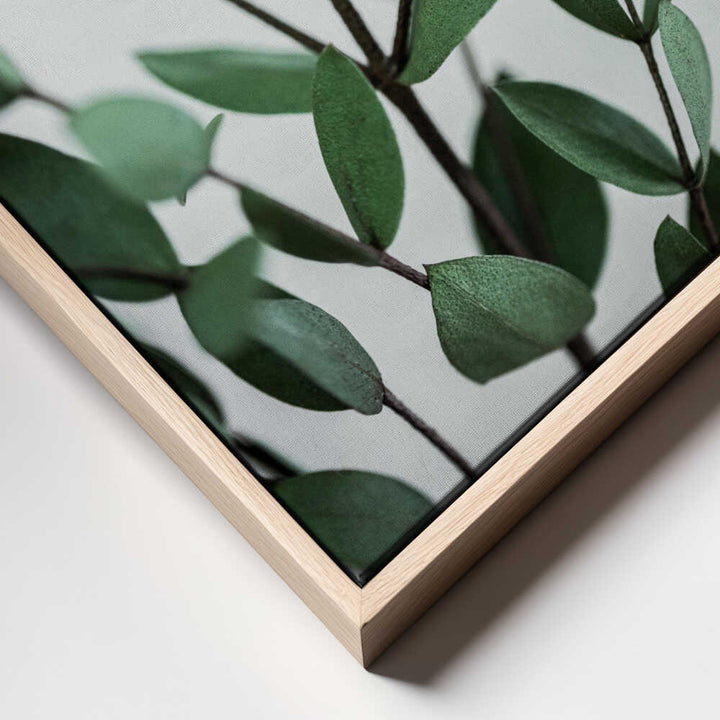Eucalyptus Branches