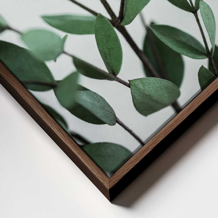 Eucalyptus Branches