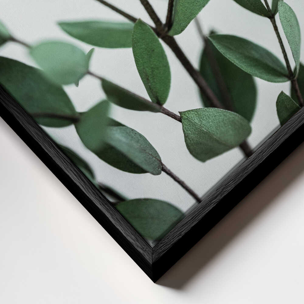 Eucalyptus Branches