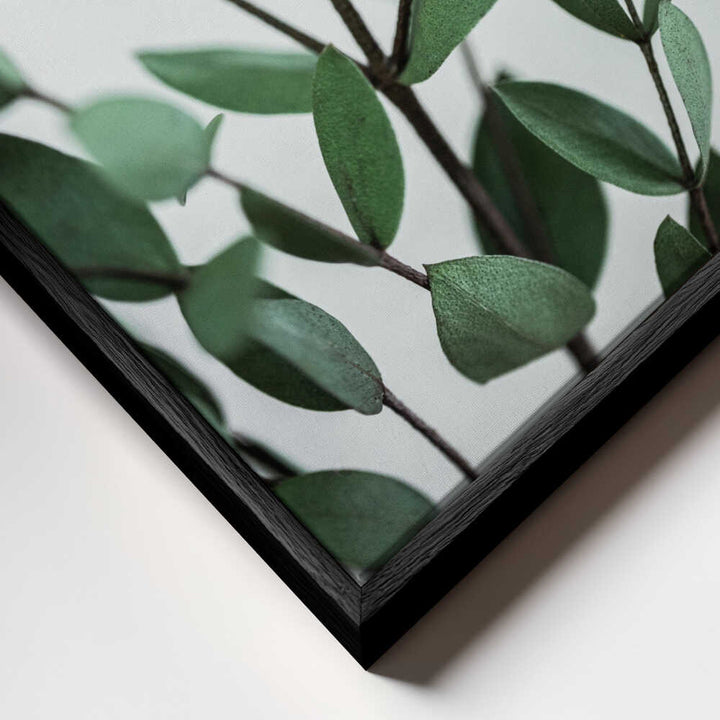 Eucalyptus Branches
