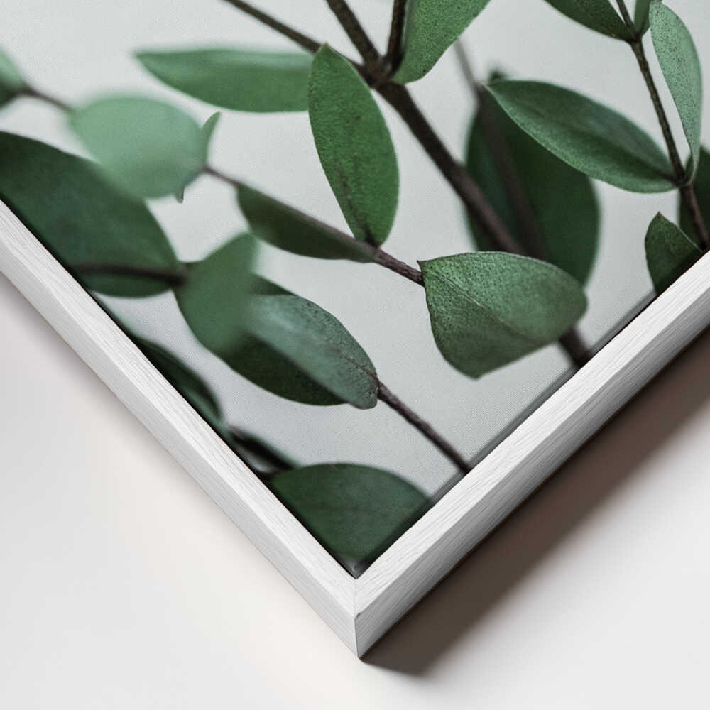 Eucalyptus Branches