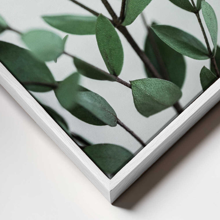 Eucalyptus Branches