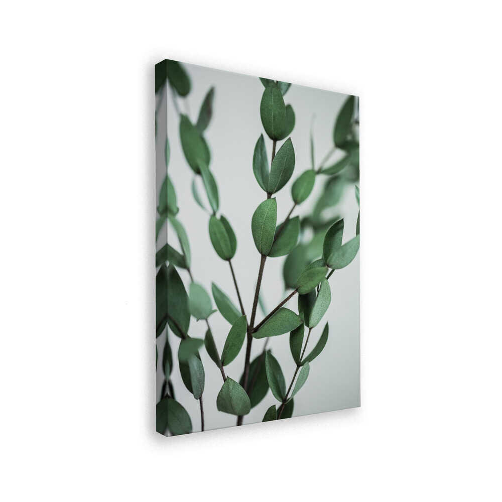 Eucalyptus Branches
