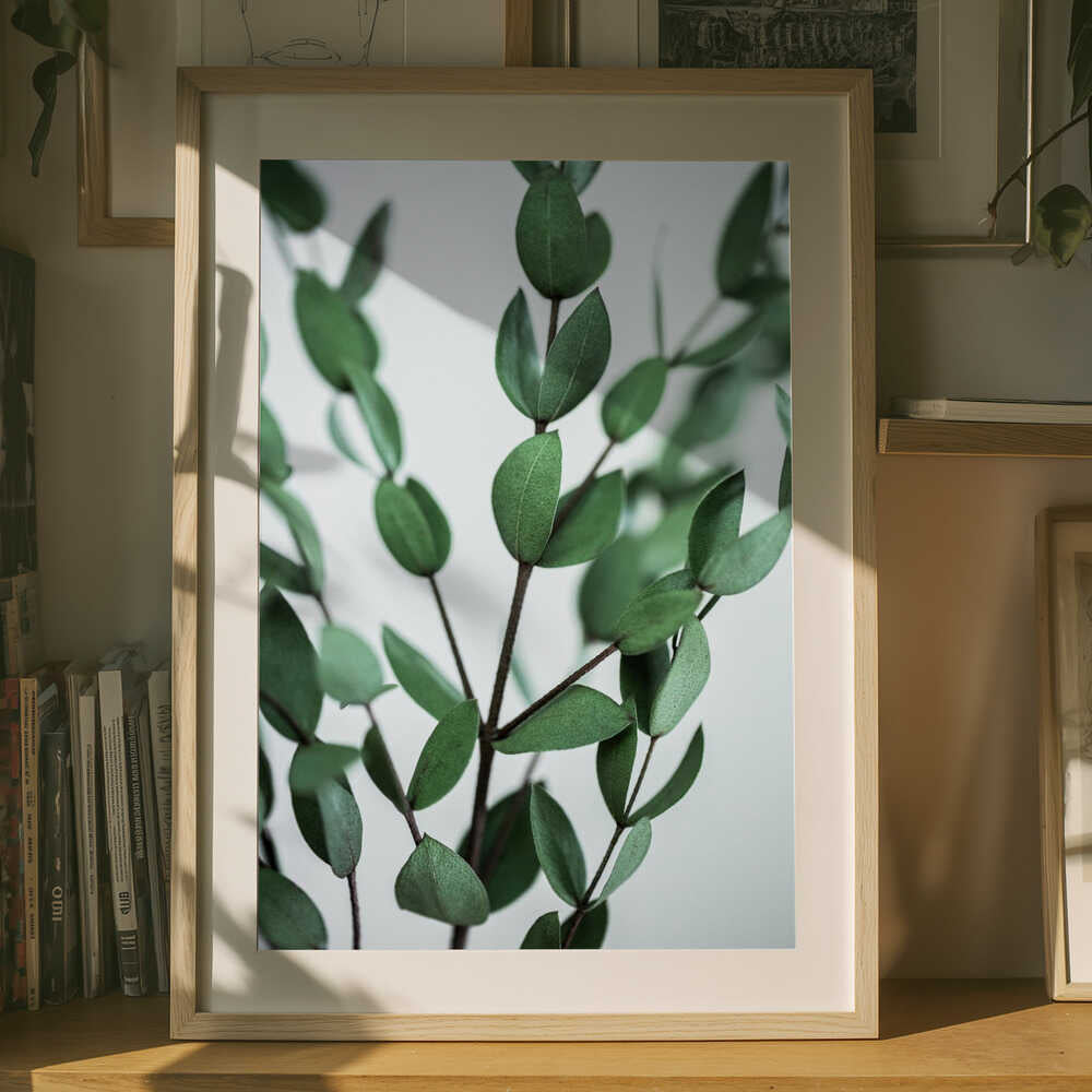 Eucalyptus Branches