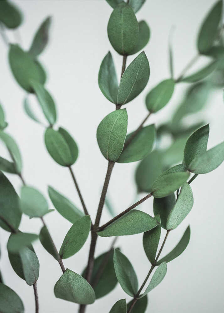 Eucalyptus Branches
