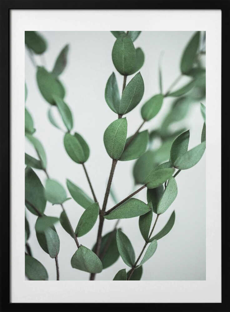 Eucalyptus Branches