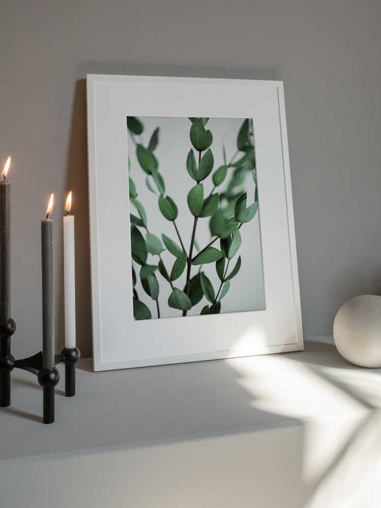 Eucalyptus Branches