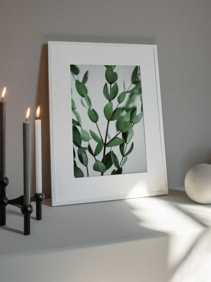 Eucalyptus Branches