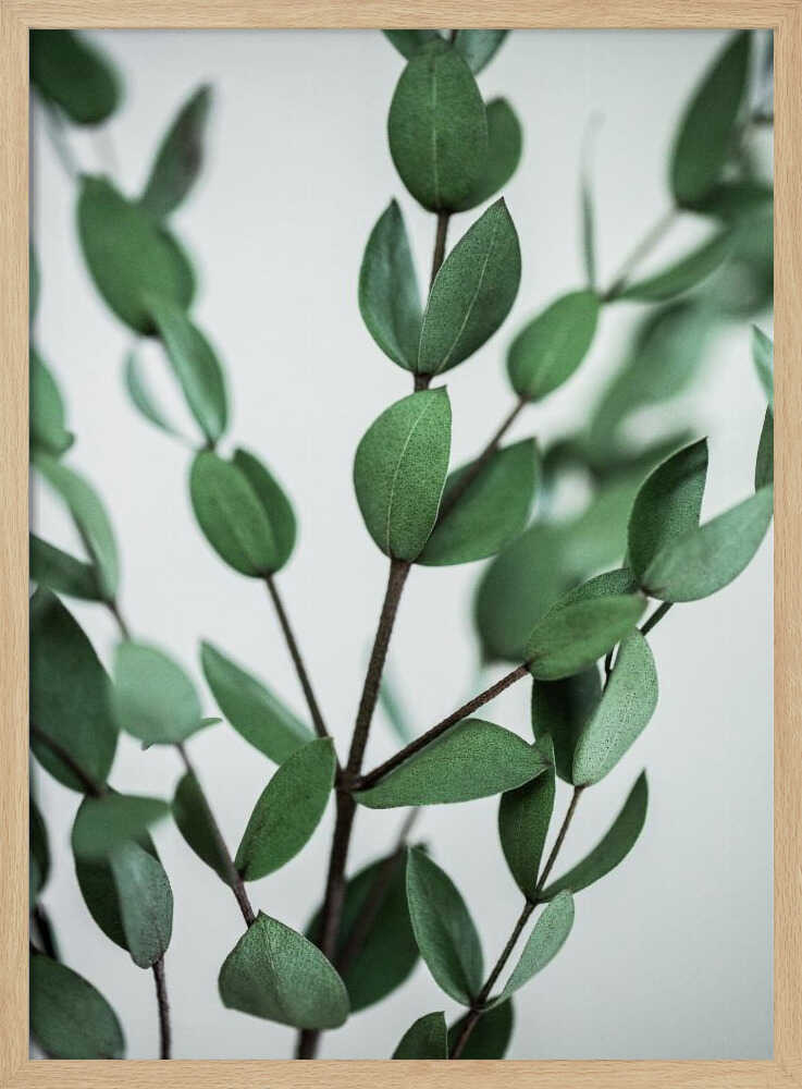Eucalyptus Branches