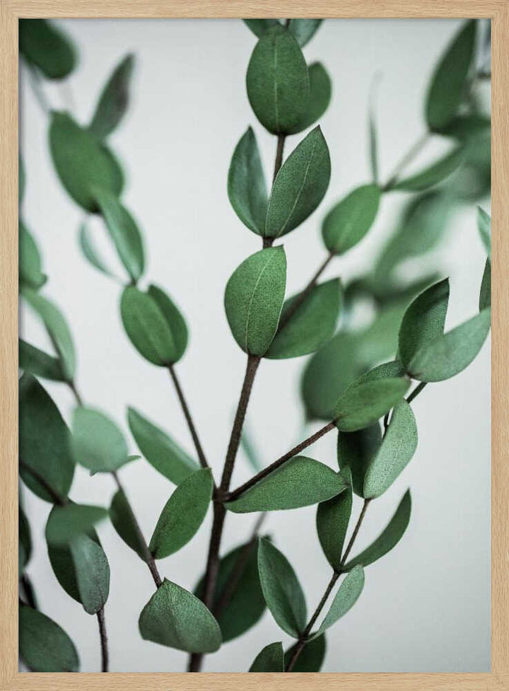 Eucalyptus Branches