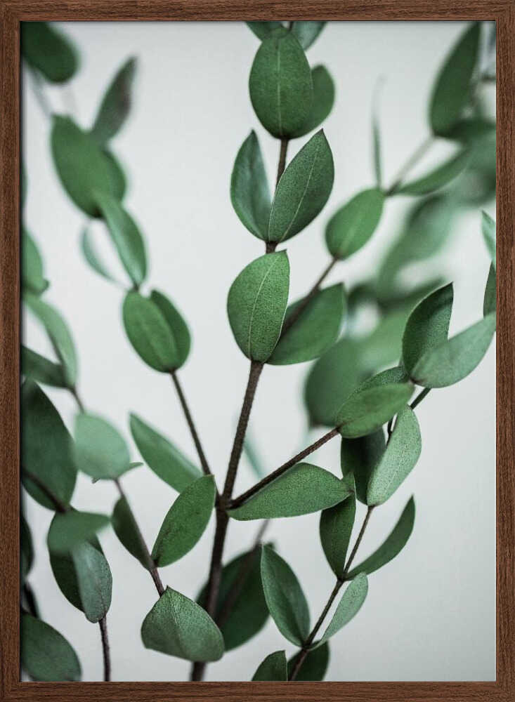 Eucalyptus Branches